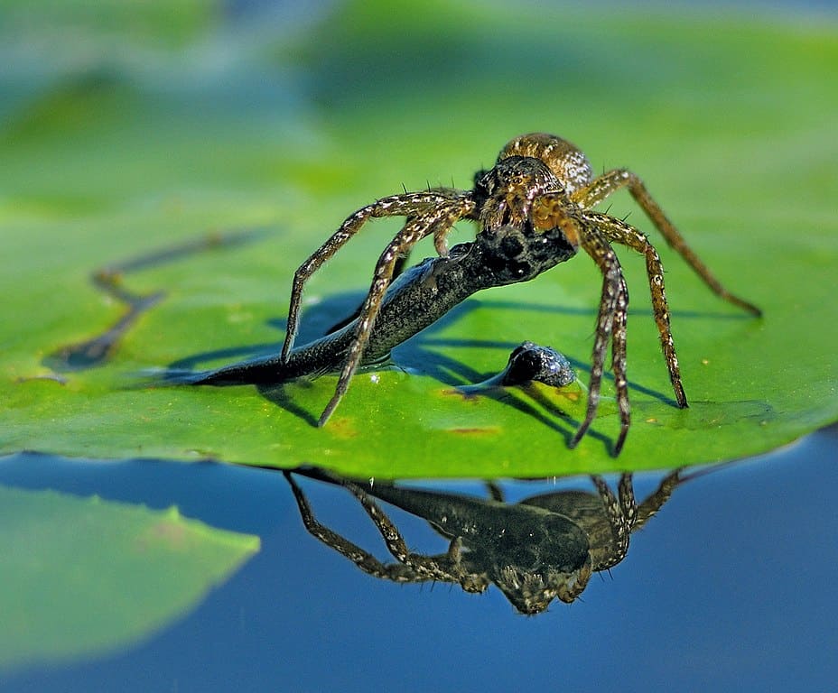 100 Interesting Spider Facts About The World's Most Feared ...