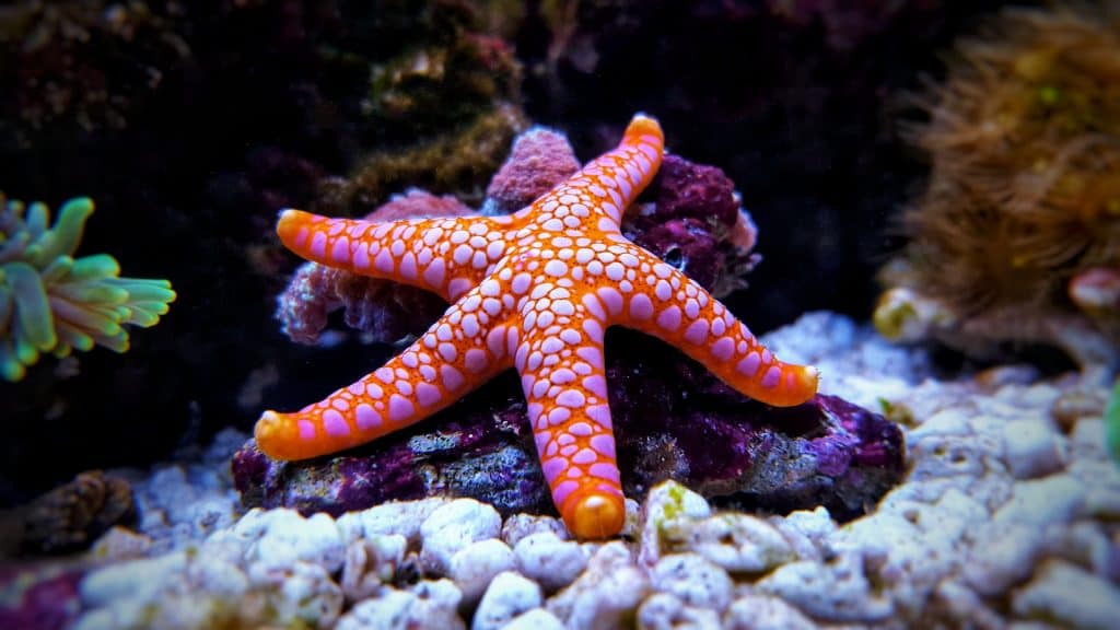 starfish reef facts fromia saltwater aquariums unterwasser riproduzione ermafroditi plexiglas quirky seastar nikkel fototapeten reefs stella estrelas estrela adobestock korallenriff