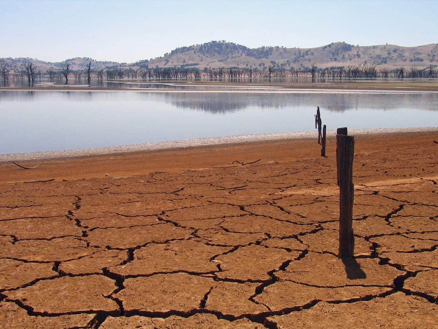 Koala Facts, Australian Drought