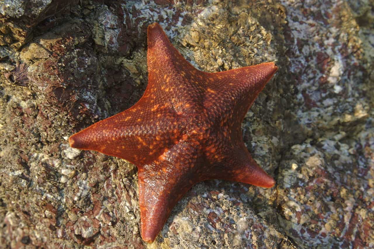 Texas State Aquarium - Happy Sea Star Sunday! Commonly known as starfish,  these unique creatures aren't fish at all, since they don't have fins,  gills, or backbones. Instead, they belong to the