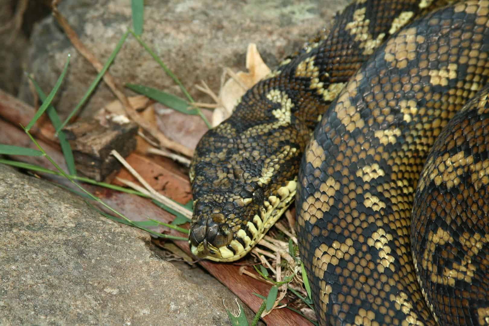 Koala Facts, Carpet Python