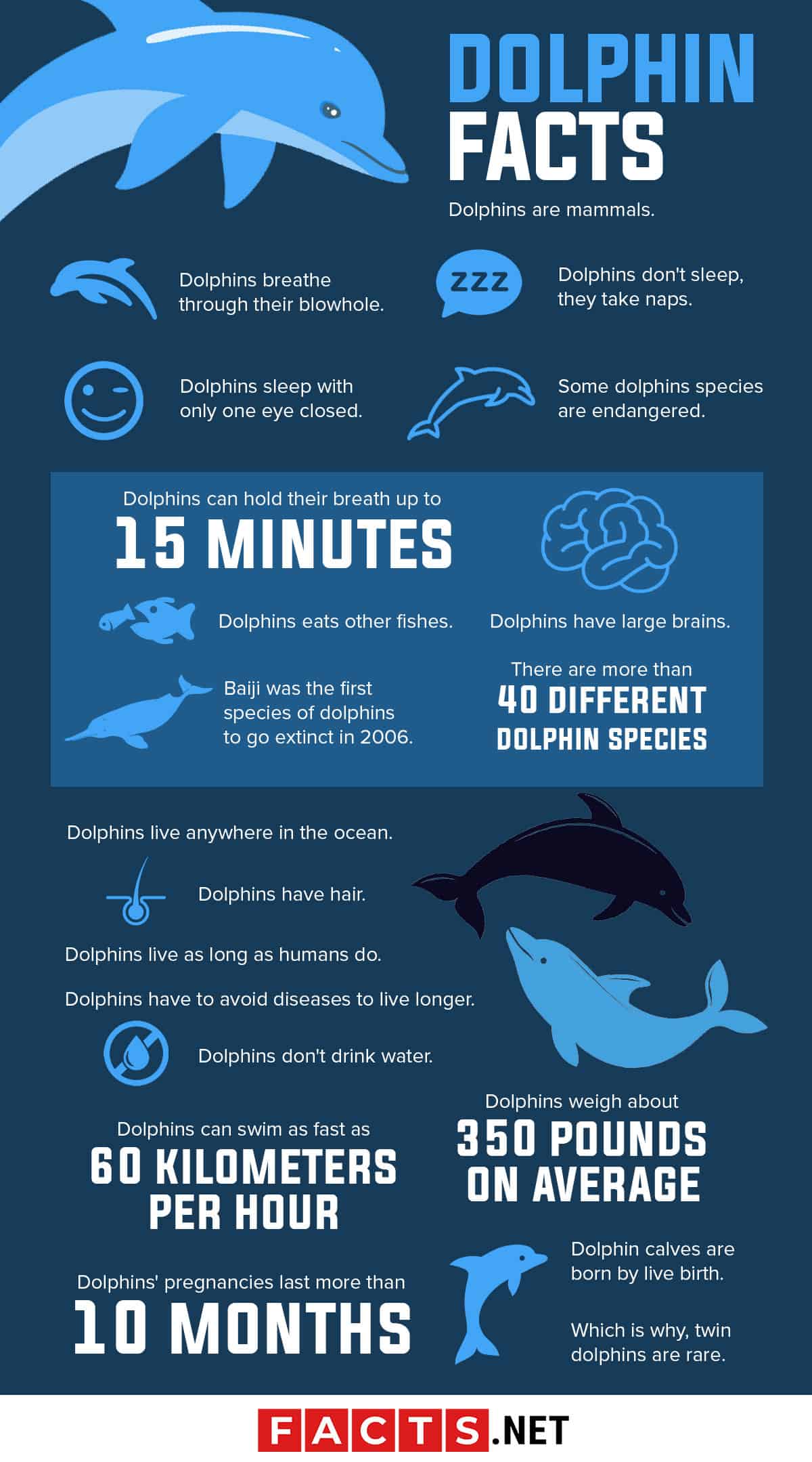 bottlenose dolphin facts