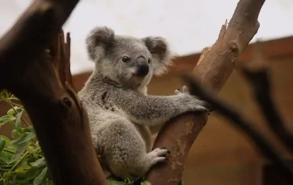 50 Interesting Koala Facts From The Land Down Under
