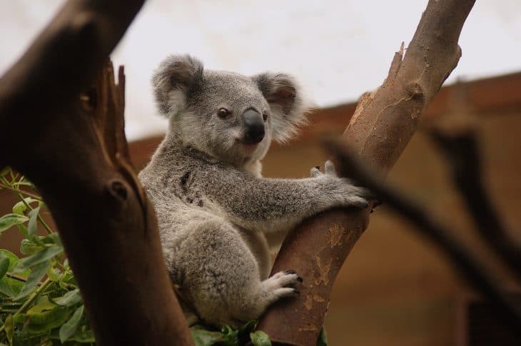 About 3 year old female koala CoCo