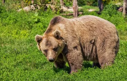 105 Interesting Bear Facts From All Around The World