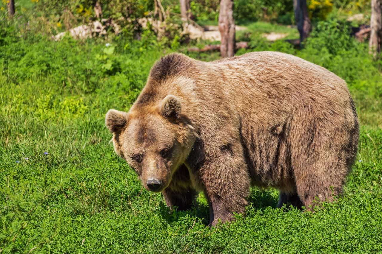 11 cool facts about bears