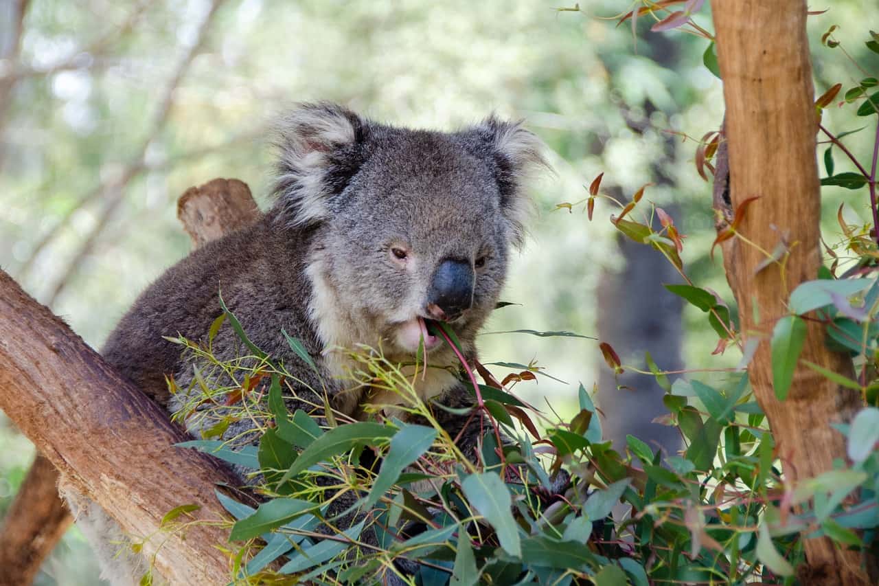 10 Interesting facts about koalas