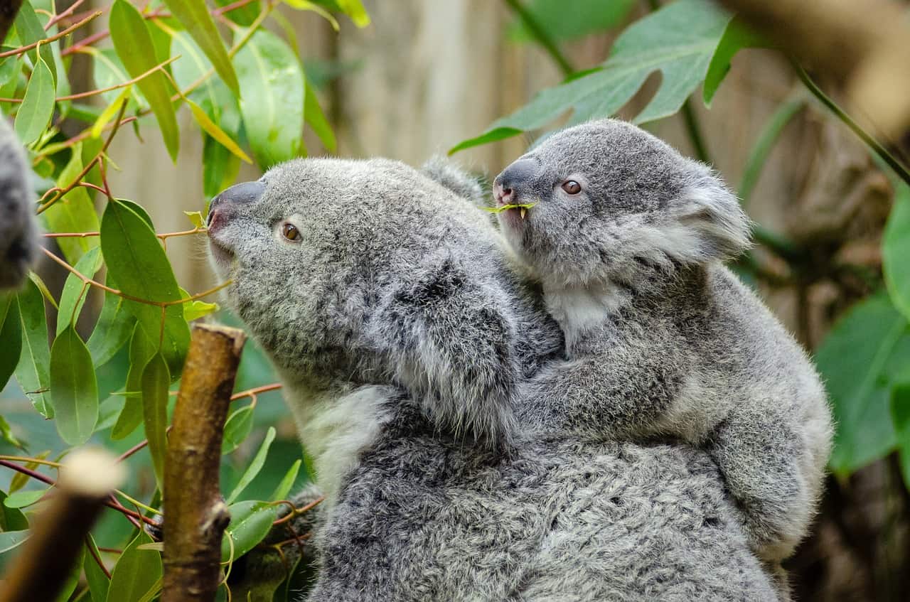 Koala Facts - Australian, Vulnerable, And 100% Not Huggable