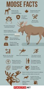 50 Incredible Moose Facts About The World's Largest Deer Species