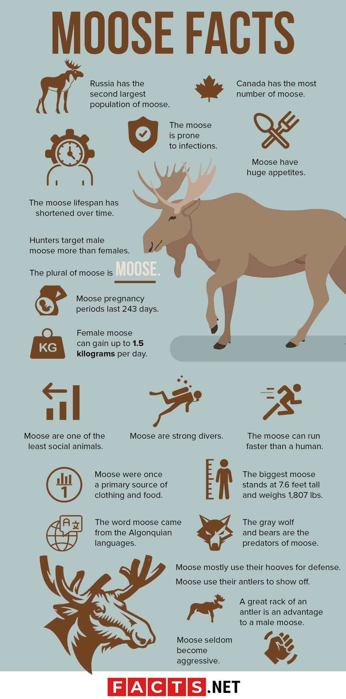 How big is a moose's penis