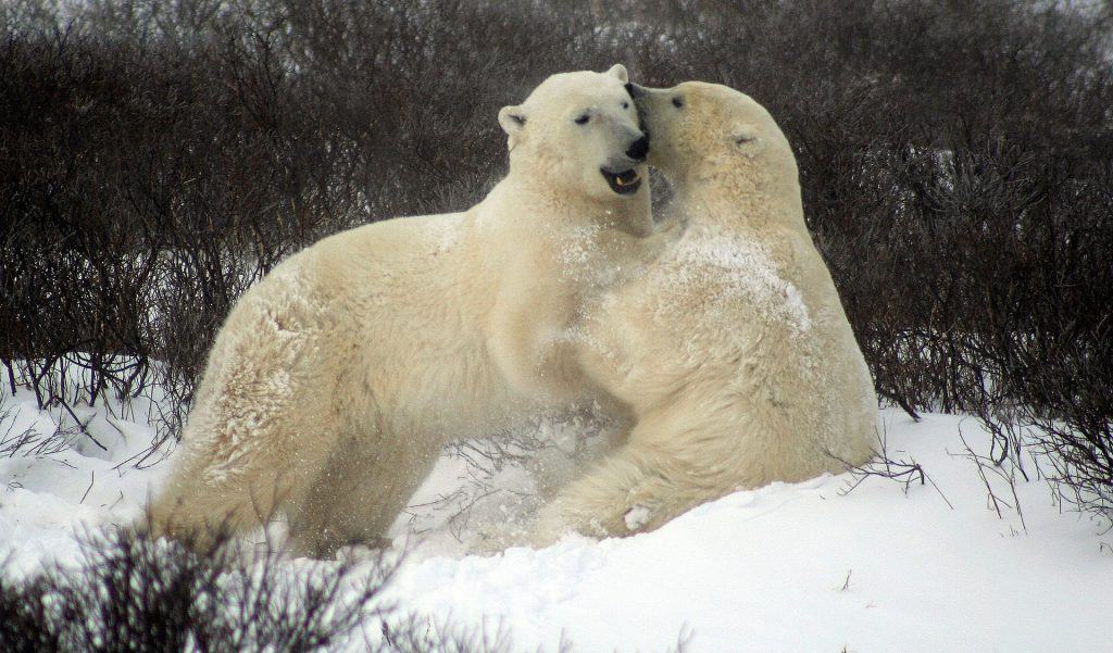 105 Interesting Bear Facts From All Around The World