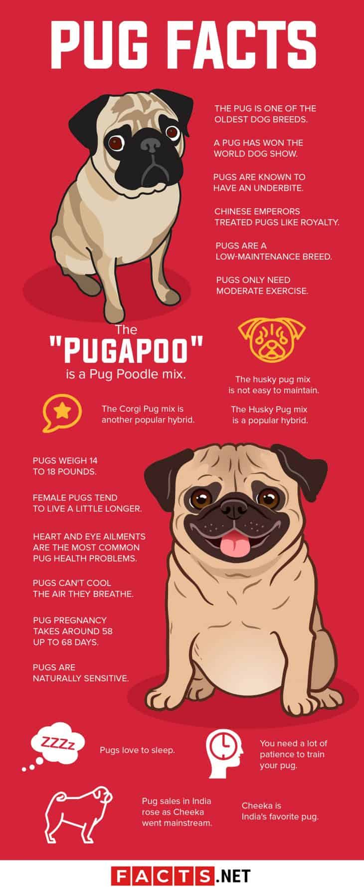 40 Interesting Pug Facts You Probably Never Knew About | Facts.net