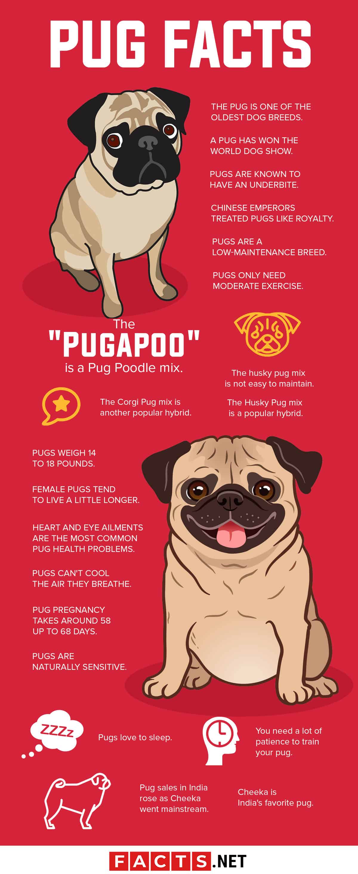 40 Interesting Pug Facts You Probably Never Knew About Facts Net