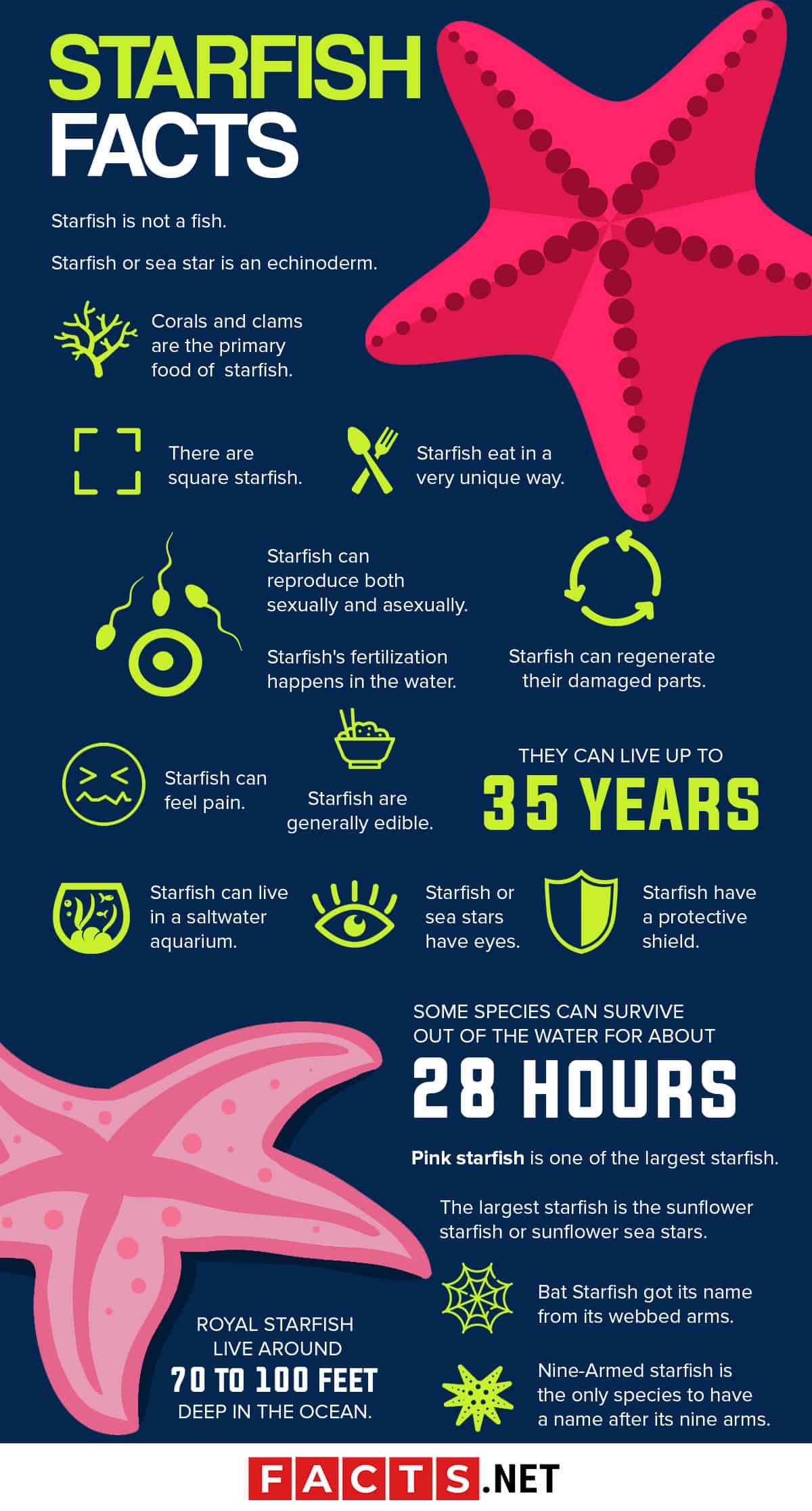 Starfish Reproduction Cycle