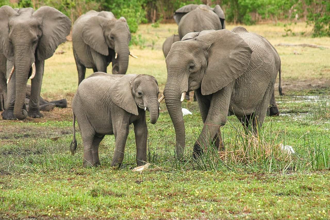 14 Fun Facts About Elephants, Science