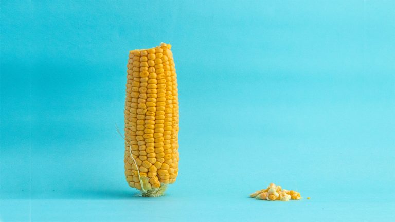Corn Vats 50 Corn Facts That Are Not-So-Corny Afterall - Facts.net
