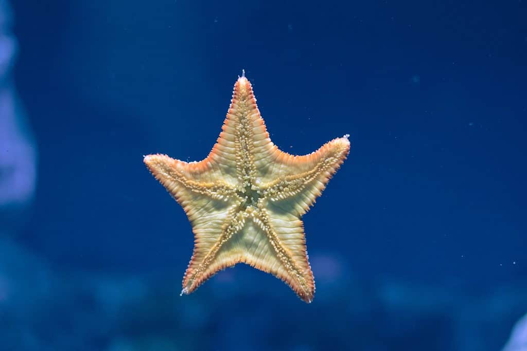 starfish retro 4