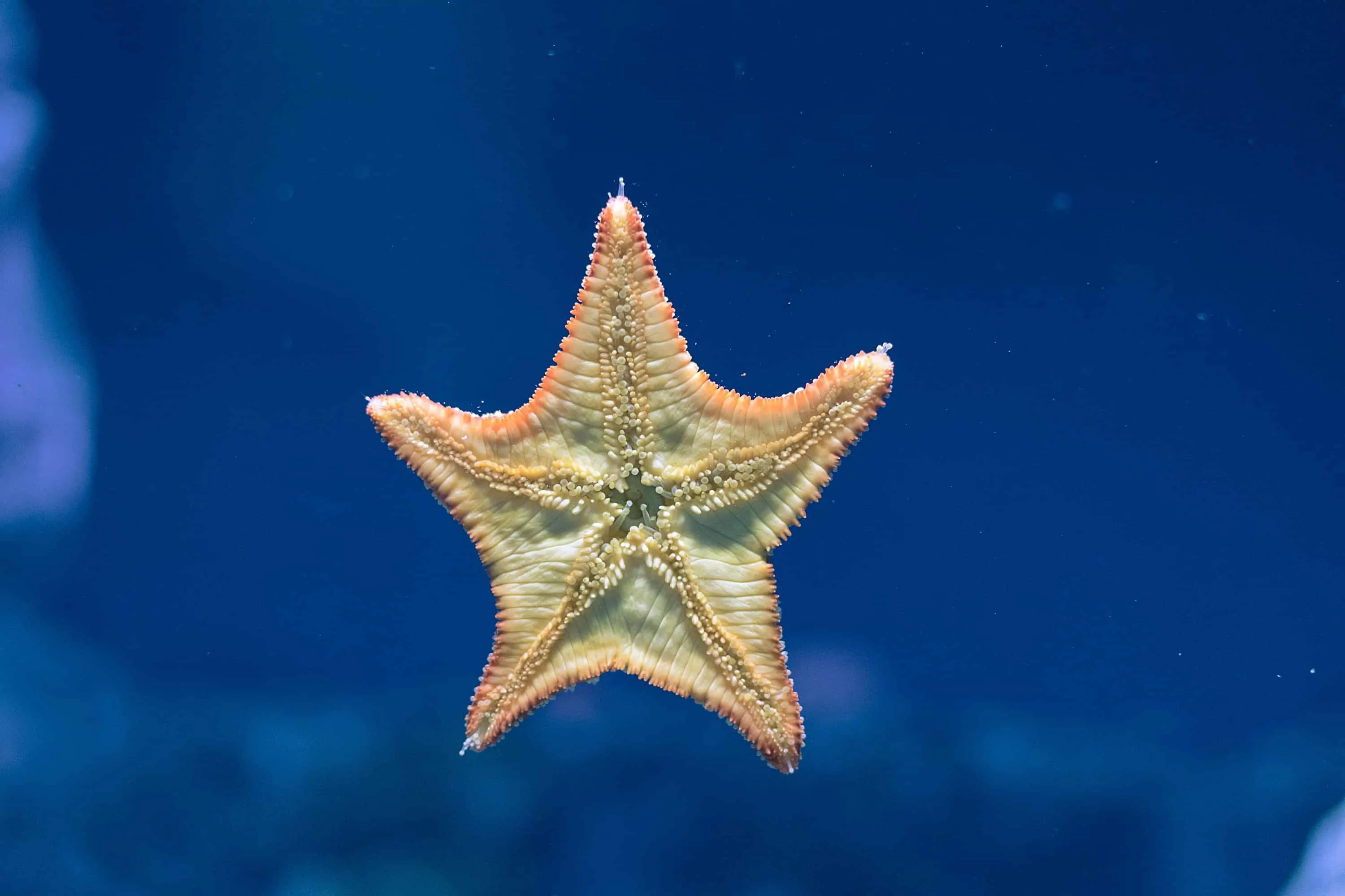 12 Starfish Facts About The Immortal Sea Creature