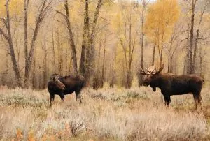 50 Incredible Moose Facts About The Worlds Largest Deer Species