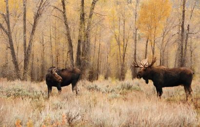 50 Incredible Moose Facts About The Worlds Largest Deer Species