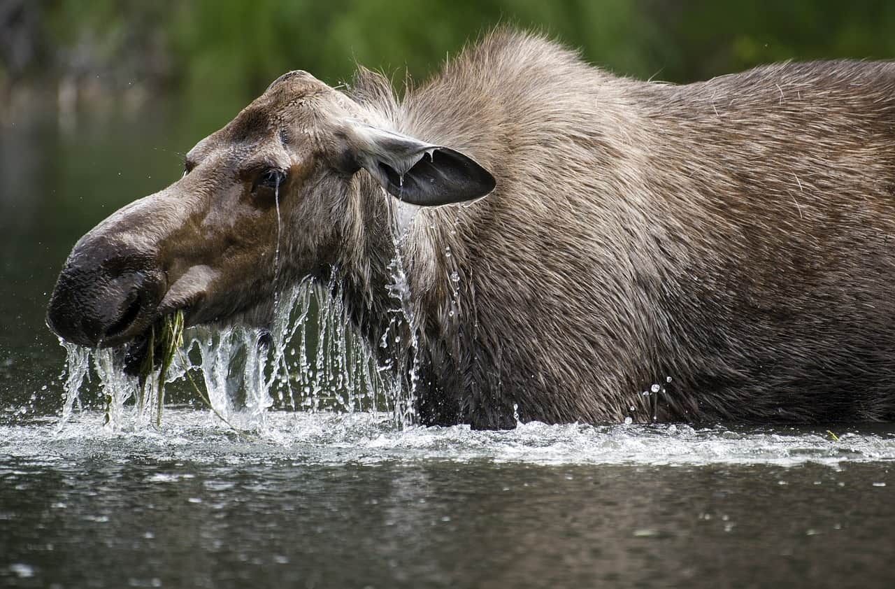 50 Incredible Moose Facts About The Worlds Largest Deer Species