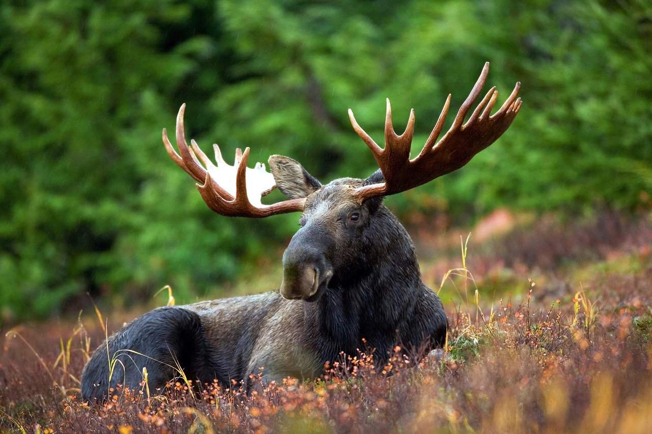 moose facts