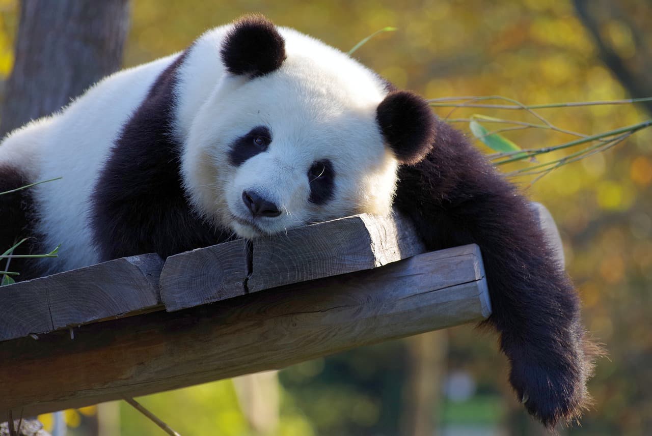 50 Giant Panda Facts That You Never Knew About 