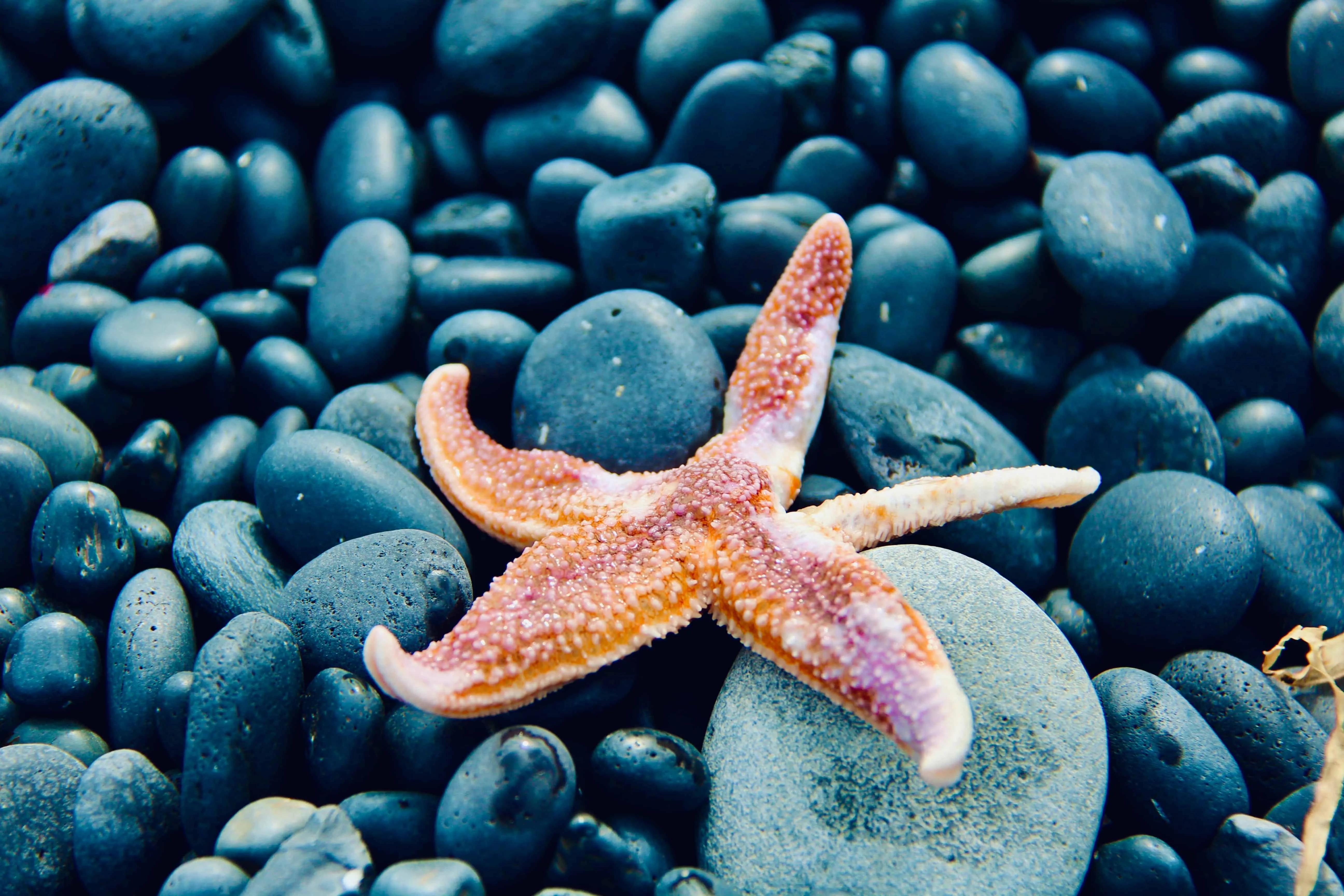 12 Starfish Facts About The Immortal Sea Creature