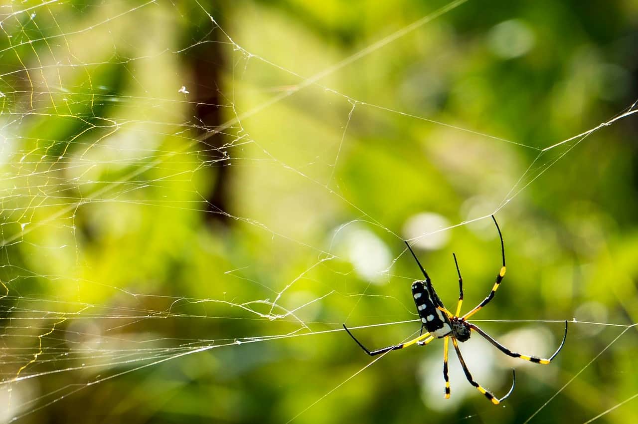 6 Facts About Spiders You Didn't Know