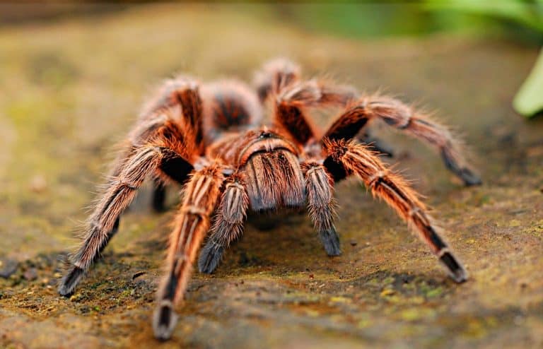 100 Interesting Spider Facts About The World's Most Feared Animal