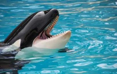 50 Killer Whale Facts That Will Blow Your Mind 