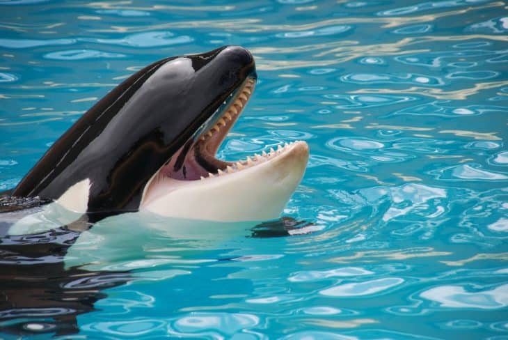 Killer Whale Facts