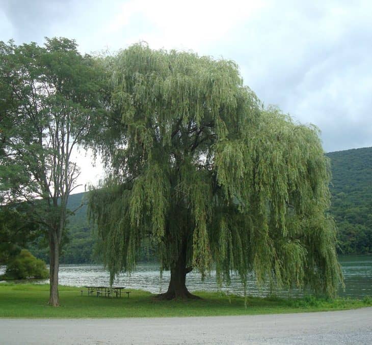 50 Majestic Bald Eagle Facts That Soar High In The Sky