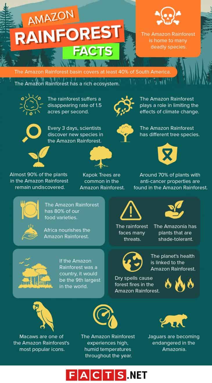 10 Facts About The Amazon Rainforest