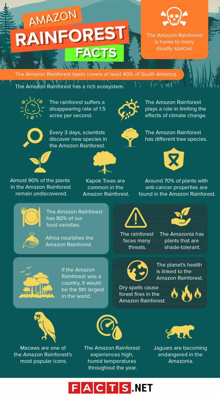 50 Essential Amazon Rainforest Facts You Have To Know Now