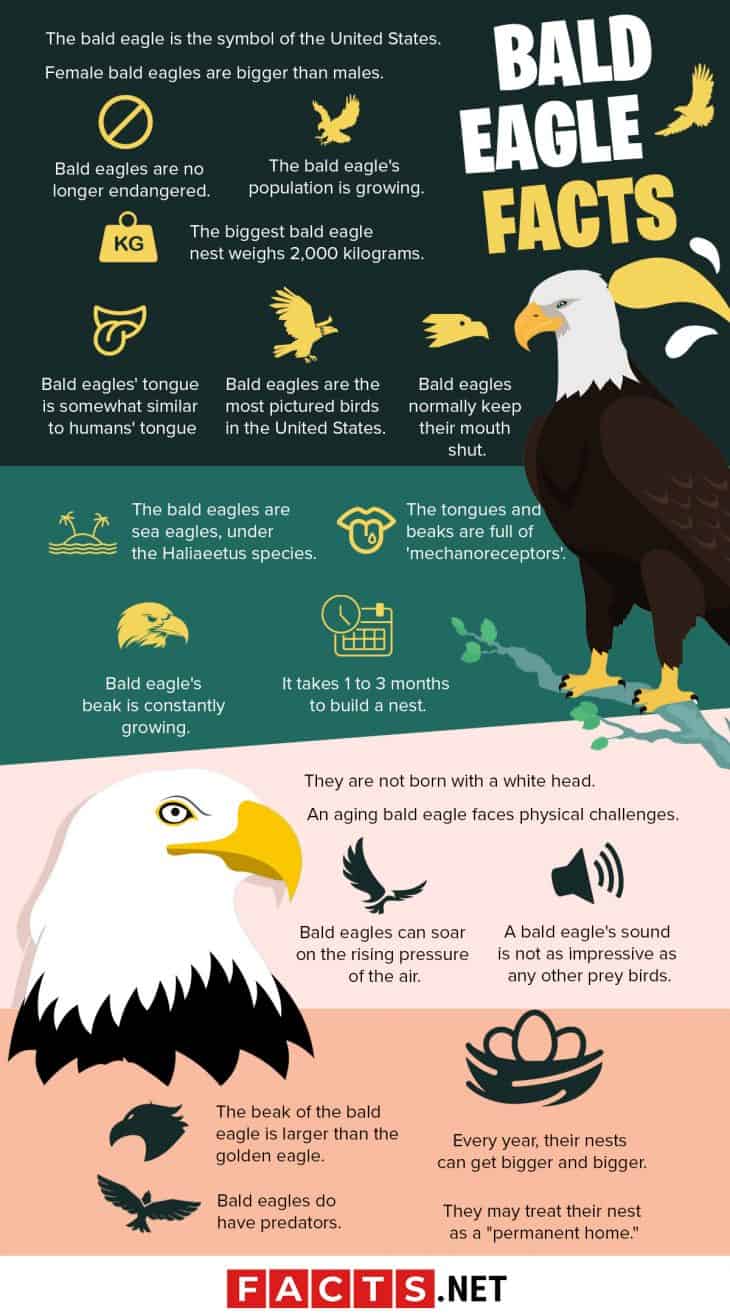 50 Majestic Bald Eagle Facts That Soar High In The Sky 9490