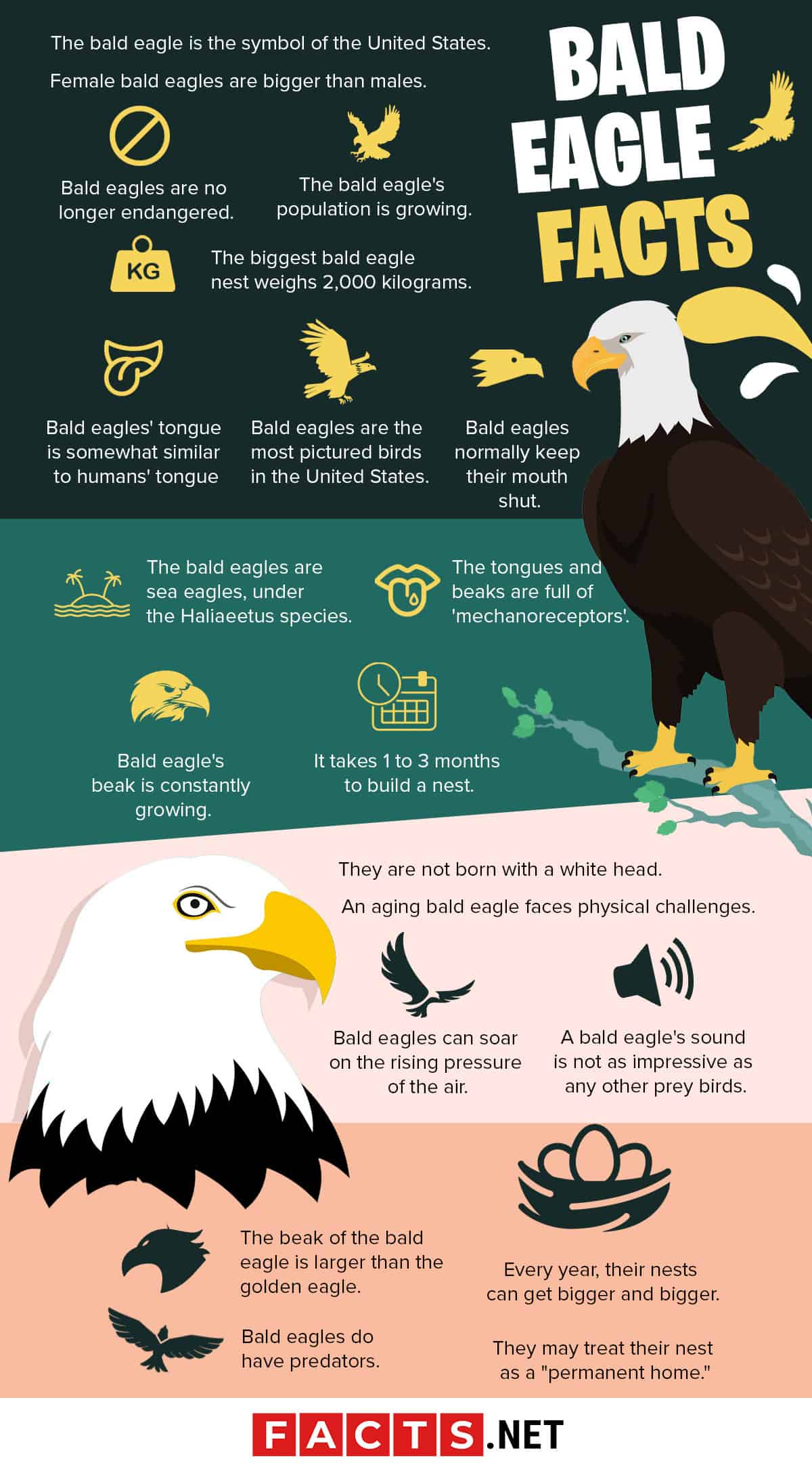 Bald eagle, facts and information