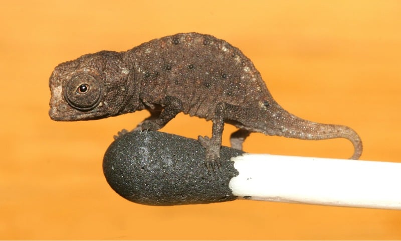 Colorful Cuties - 7 Amazing Baby Chameleon Facts, Pictures & FAQs