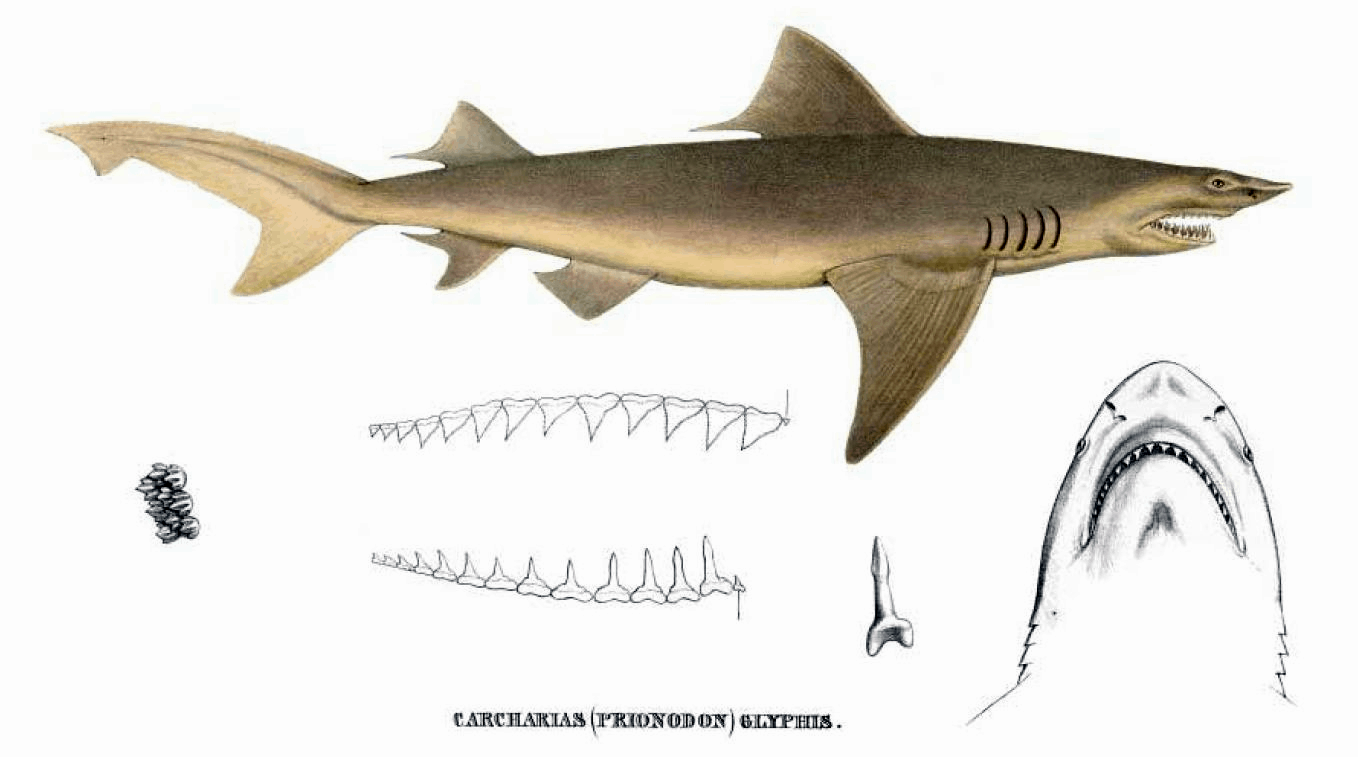 40 Speartooth Shark Facts About The Glyphis Glyphis - Facts.net