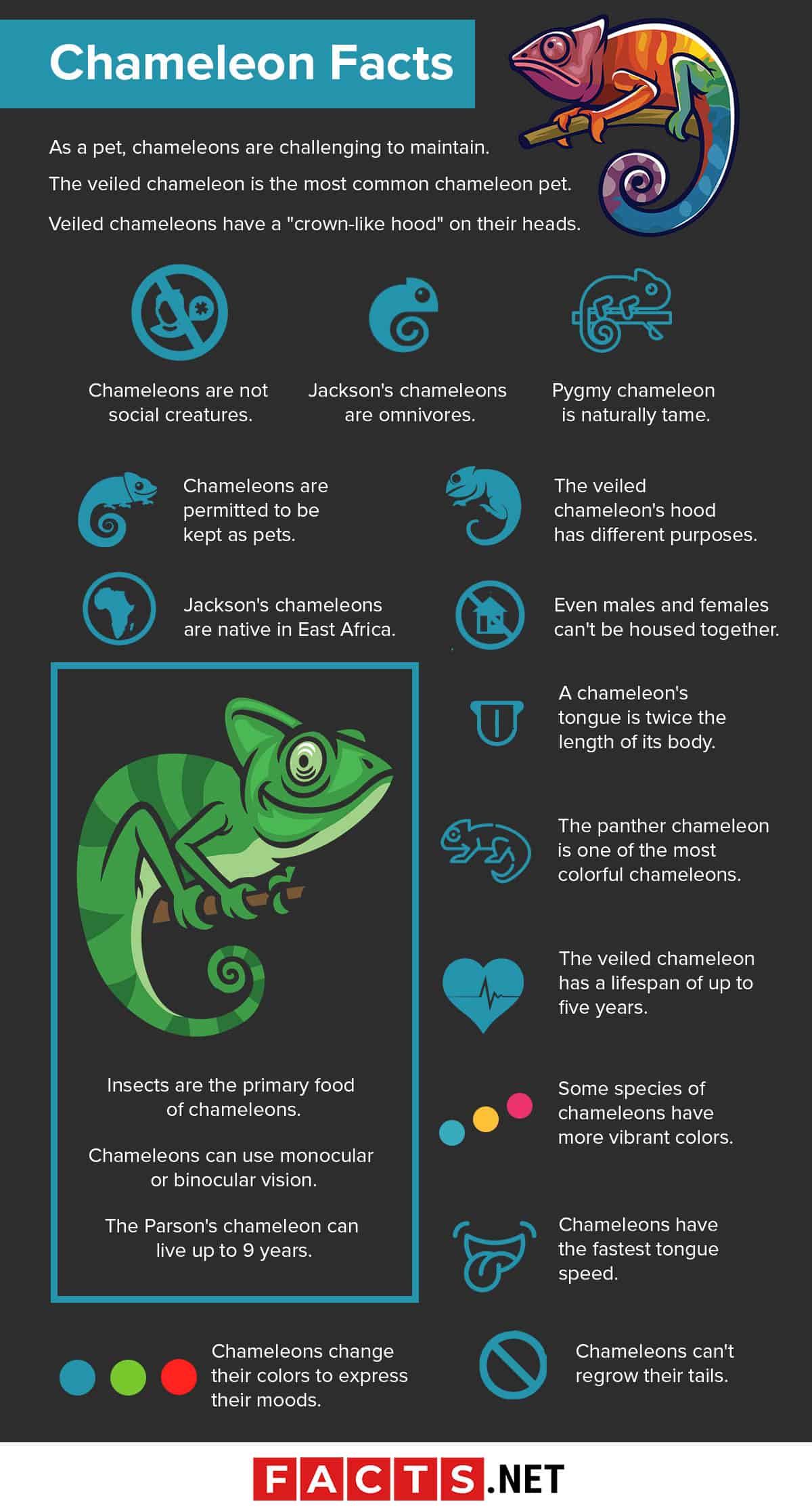 Veiled chameleon, facts and photos