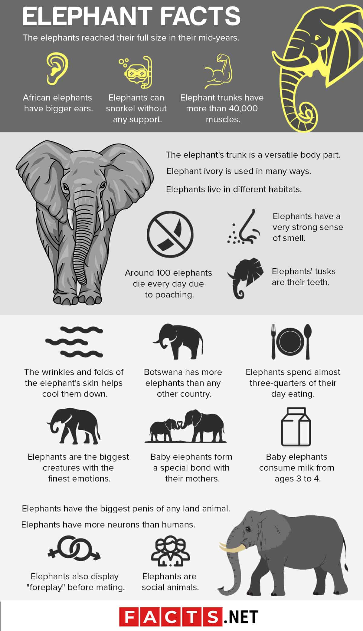 70 Surprising Elephant Facts About The Biggest Land Animal On Earth