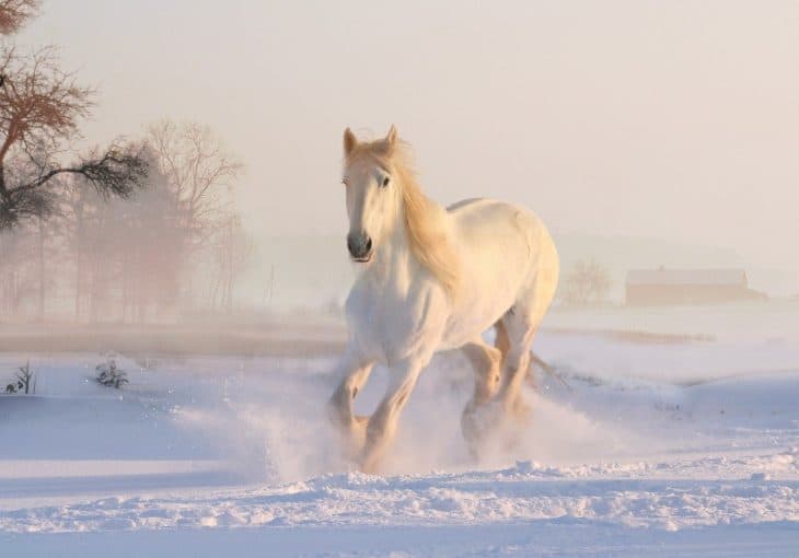 Horse Facts, Horse Running in Snow