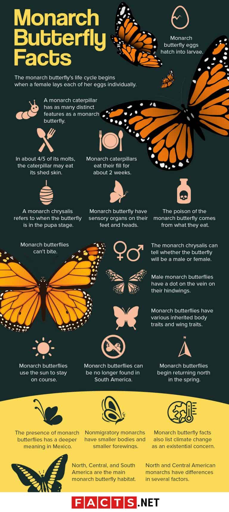50 Magnificent Monarch Butterfly Facts You Can't Miss