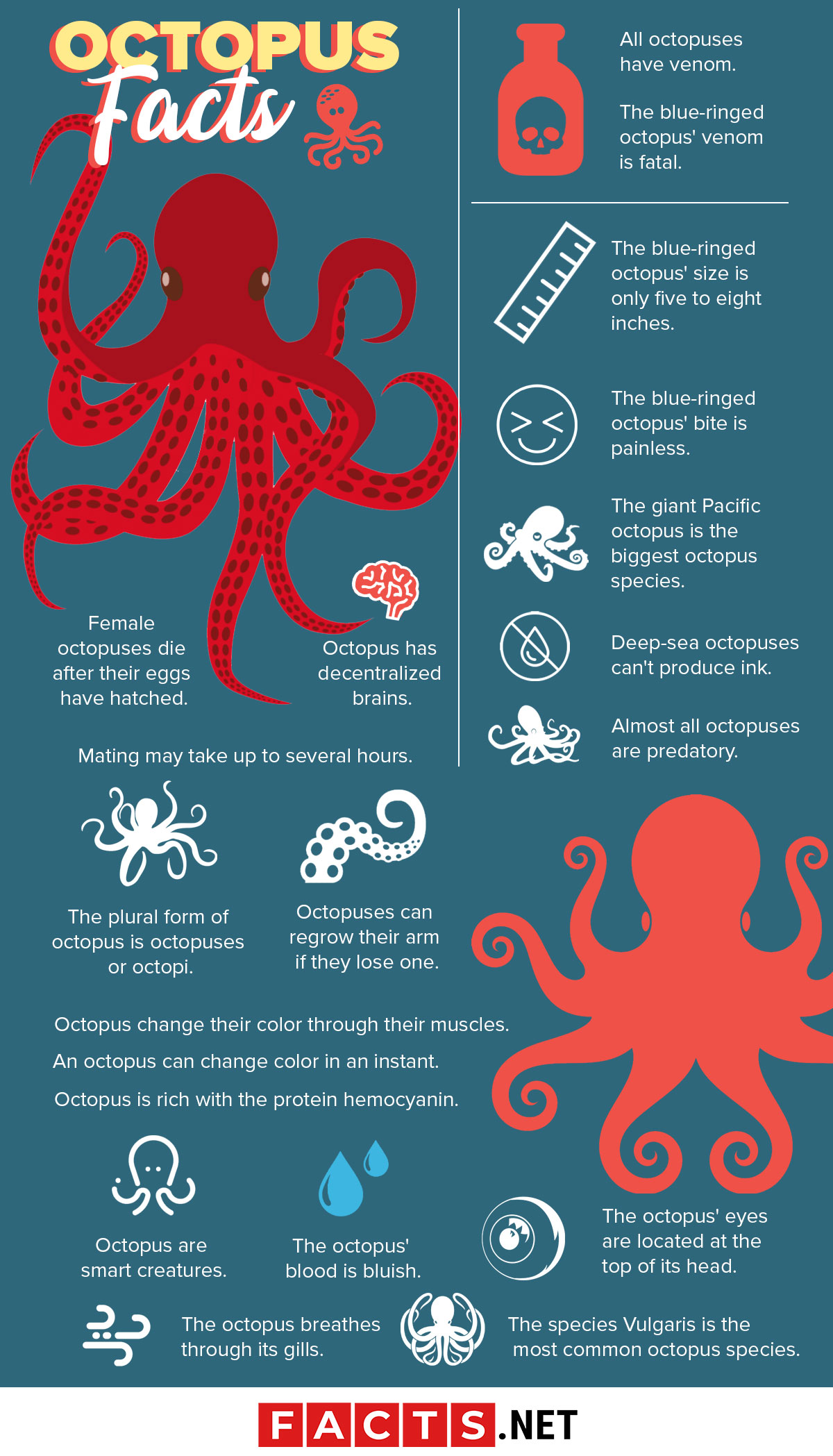 Octopus Facts Octopus Facts Octopus Facts Riset