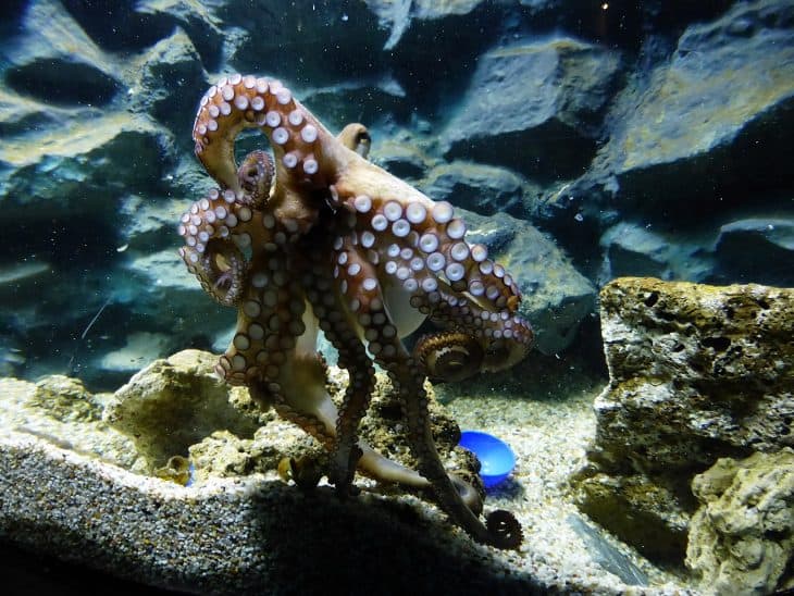 50 Surprising Octopus Facts You Probably Never Knew Facts net