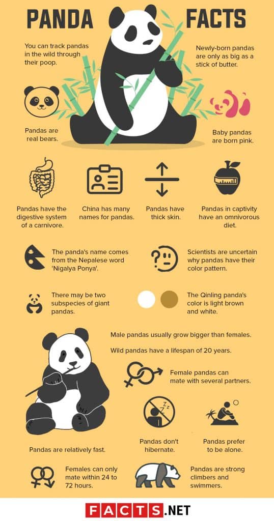 50-giant-panda-facts-that-you-never-knew-about