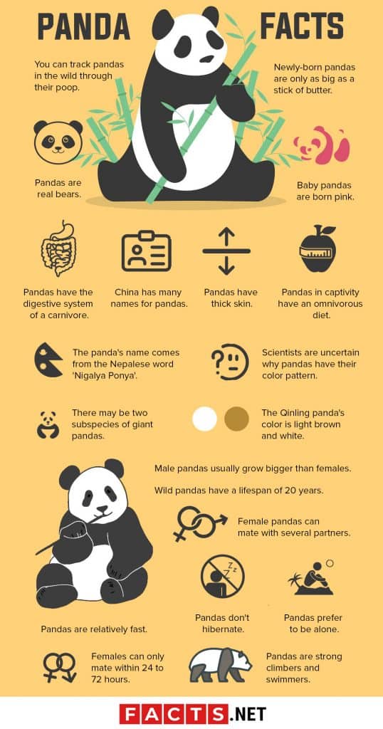 Panda Infographic Panda Facts Panda Happy Panda Riset 2552