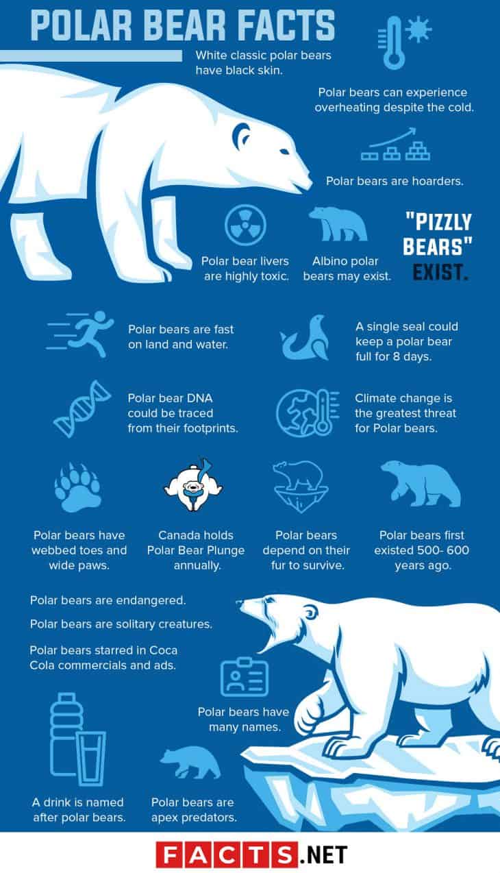 polar bear facts for kids pdf