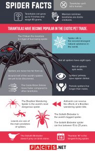 100 Interesting Spider Facts About The World's Most Feared Animal