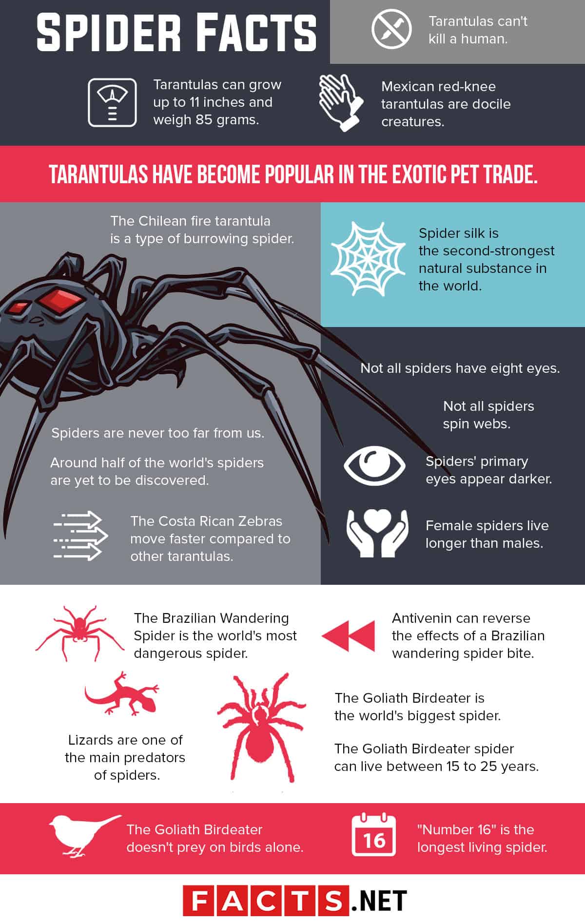 Top 10 Facts about Various Types of Spiders